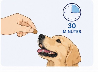 Hand giving NausX chewable tablet to a golden retriever before travel